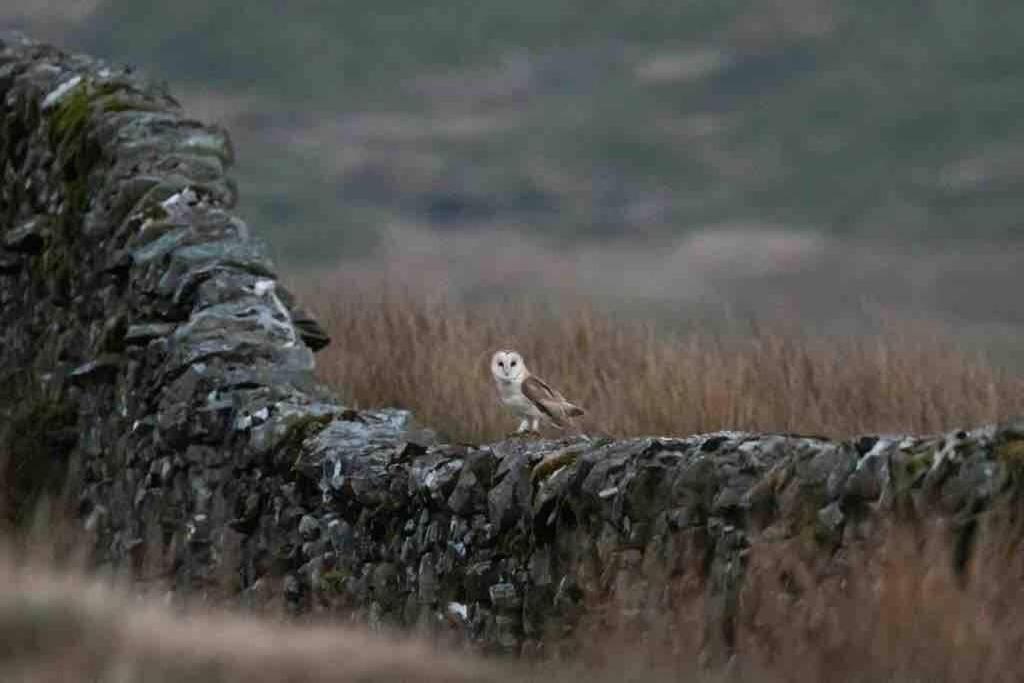 Kingsdale Head Cottage Weathercote Esterno foto